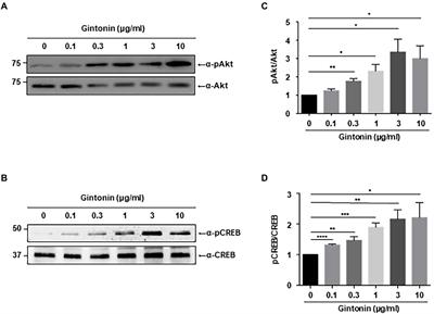 Gintonin stimulates dendritic growth in striatal neurons by activating Akt and CREB